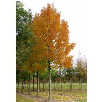 Fraxinus Pennsylvanica Samen Fraxinus Pennsylvanica Samen von NativeUSASeedsLLC