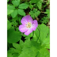 Geranium Maculatum Samen Geranium Maculatum Samen von NativeUSASeedsLLC
