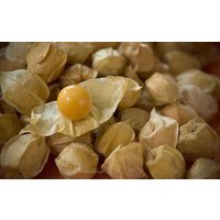 Groundcherry Samen Groundcherry Samen von NativeUSASeedsLLC