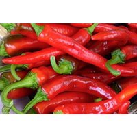 Korean Chilis Samen Korean Chilis Samen von NativeUSASeedsLLC