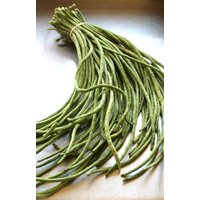 Longbean Samen Longbean Samen von NativeUSASeedsLLC
