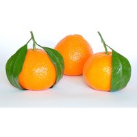 Mandarin Samen Mandarin Samen von NativeUSASeedsLLC