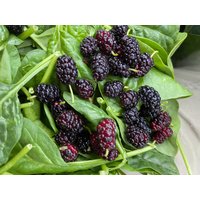 Morus Nigra Samen Morus Nigra Samen von NativeUSASeedsLLC