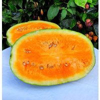 Orange Watermelon Samen Orange Watermelon Samen von NativeUSASeedsLLC