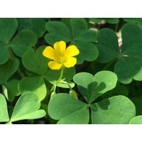 Oxalis Stricta Samen Oxalis Stricta Samen von NativeUSASeedsLLC
