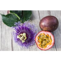 Passion Samen Passion Samen von NativeUSASeedsLLC
