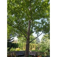 Platanus Occidentalis Samen von NativeUSASeedsLLC