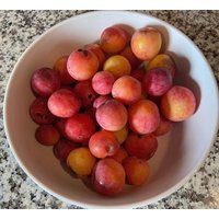 Prunus Cerasifera Samen Prunus Cerasifera Samen von NativeUSASeedsLLC