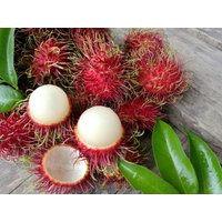 Rambutan Samen Rambutan Samen von NativeUSASeedsLLC