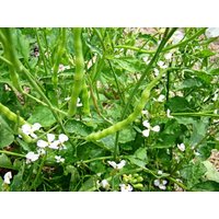 Rat Tail Samen Rat Tail Samen von NativeUSASeedsLLC