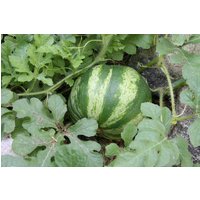 Sandia Samen Sandia Samen von NativeUSASeedsLLC