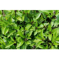 Thai Basil Samen Thai Basil Samen von NativeUSASeedsLLC