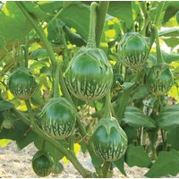 Thai Eggplant Samen Thai Eggplant Samen von NativeUSASeedsLLC