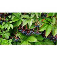 Virginia Creeper Samen von NativeUSASeedsLLC