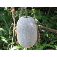 Winter Melon Samen Winter Melon Samen von NativeUSASeedsLLC