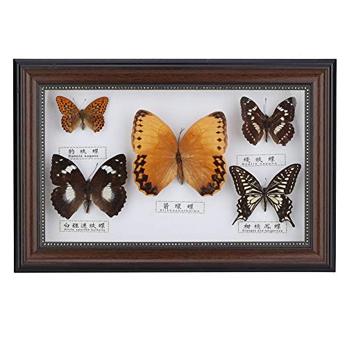 Real Framed Butterfly, Butterfly Specimen Ornament Taxidermy Home Ornament Decor Vivid Unique for Valentine's Day Christmas Birthday Wedding Anniversary(Schwarz) von Natudeco