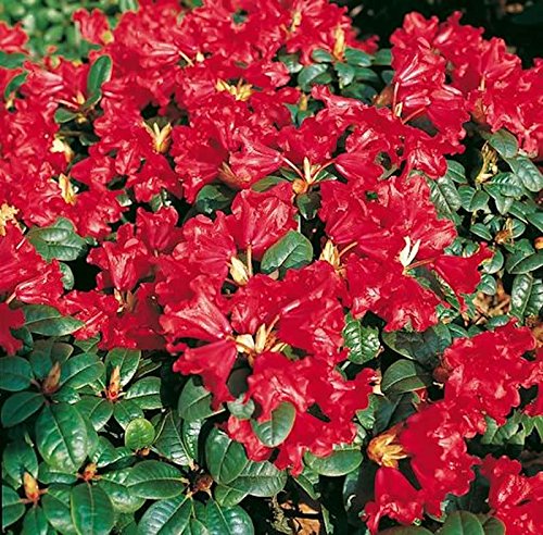 Zwerg Rhododendron Scarlet Wonder 15-20cm - Rhododendron repens - Zwerg Alpenrose Zwerg Rhododendron Scarlet Wonder 15-20cm - Rhododendron repens - Zwerg Alpenrose von PlantaPro