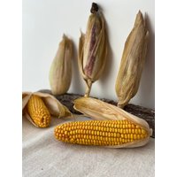 Maiskolben | Mais Herbstdeko Gelb Herbst Tisch Deko Tischdeko Helloween von NaturThiem