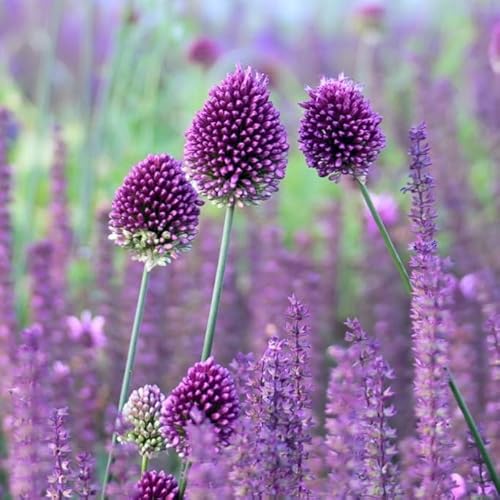 Natural Bulbs – Allium Sphaerocephalon 50 ST - BIO - Blumenzwiebeln winterhart mehrjährig aus Holland – Perfekt für Bienen - Zierlauch Zwiebeln - Frühblüher Frühlingsblumen von Natural Bulbs