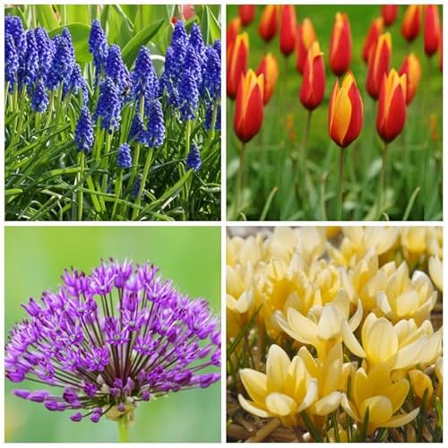 Natural Bulbs – Bienenbeutel 40 St 40 ST - BIO - Blumenzwiebeln winterhart mehrjährig aus Holland – Perfekt für Bienen - Blumenzwiebeln Mix - Frühblüher Frühlingsblumen von Natural Bulbs