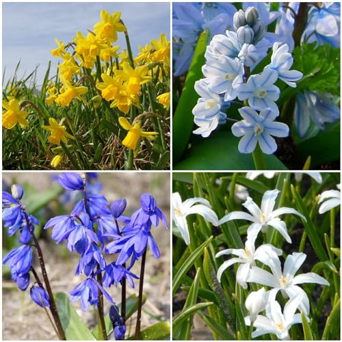 Natural Bulbs – Bienenbuffet Schattenecke 40 ST - BIO aus Holland – Perfekt für Schmetterlinge und Bienen - Blumenzwiebeln mehrjährig winterhart - Blumenzwiebeln Tulpen - Krokus Lilien Zwiebeln von Natural Bulbs