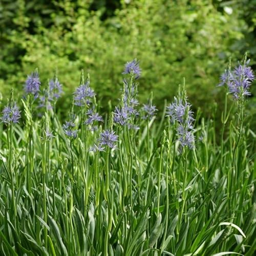 Natural Bulbs – Camassia Leichtlinii Caerulea 15 ST - BIO - Blumenzwiebeln winterhart mehrjährig aus Holland – Perfekt für Bienen - Camassia Zwiebeln - Frühblüher Frühlingsblumen von Natural Bulbs