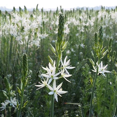 Natural Bulbs – Camassia Leichtlinii Sacajawea 15 ST - BIO - Blumenzwiebeln winterhart mehrjährig aus Holland – Perfekt für Bienen - Camassia Leichtlinii Sacajawea - Frühblüher Frühlingsblumen von Natural Bulbs
