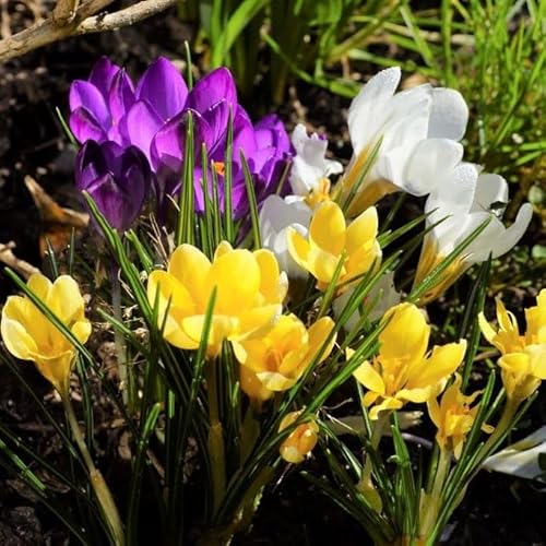 Natural Bulbs – Elfenkrokus Mix 100 ST - BIO - Blumenzwiebeln winterhart mehrjährig aus Holland – Perfekt für Bienen - Krokusse Zwiebeln - Frühblüher Frühlingsblumen von Natural Bulbs