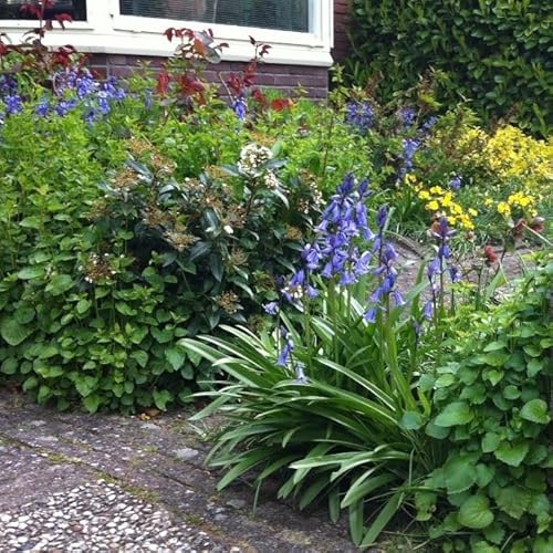 Natural Bulbs – Hyacinthoïdes Hisp. Blau 250 ST - BIO - Blumenzwiebeln winterhart mehrjährig aus Holland – Perfekt für Bienen - Hasenglöckchen Zwiebeln - Frühblüher Frühlingsblumen von Natural Bulbs