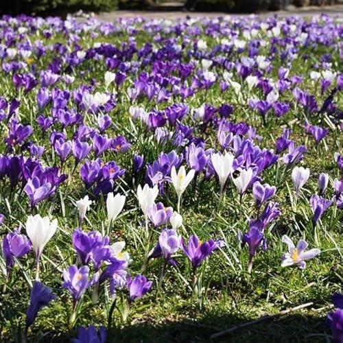 Natural Bulbs – Krokus Mix Violett-Weiss 100 ST - BIO - Blumenzwiebeln winterhart mehrjährig aus Holland – Perfekt für Bienen - Krokusse Zwiebeln - Frühblüher Frühlingsblumen von Natural Bulbs