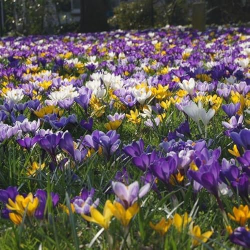 Natural Bulbs – Krokus Vernus Mix 100 ST - BIO - Blumenzwiebeln winterhart mehrjährig aus Holland – Perfekt für Bienen - Krokusse Zwiebeln - Frühblüher Frühlingsblumen von Natural Bulbs