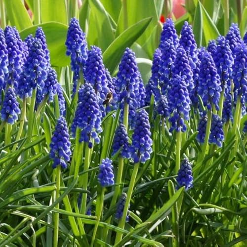Natural Bulbs – Muscari Armeniacum 50 ST - BIO - Blumenzwiebeln winterhart mehrjährig aus Holland – Perfekt für Bienen - Muscari Zwiebeln - Frühblüher Frühlingsblumen von Natural Bulbs