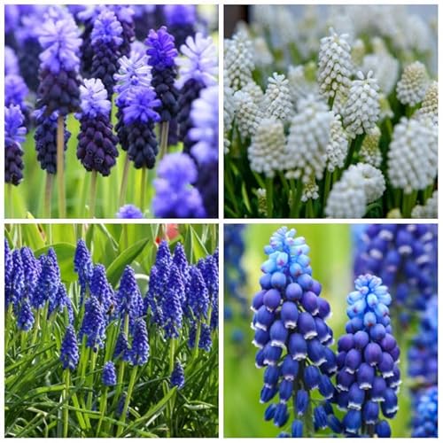 Natural Bulbs – Muscari Mix Blau-Weiss 50 ST - BIO - Blumenzwiebeln winterhart mehrjährig aus Holland – Perfekt für Bienen - Muscari Zwiebeln - Frühblüher Frühlingsblumen von Natural Bulbs
