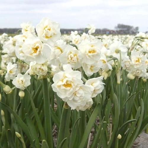 Natural Bulbs – Narzisse Bridal Crown 50 ST - BIO - Blumenzwiebeln winterhart mehrjährig aus Holland – Perfekt für Bienen - Narzissen Zwiebeln - Frühblüher Frühlingsblumen von Natural Bulbs