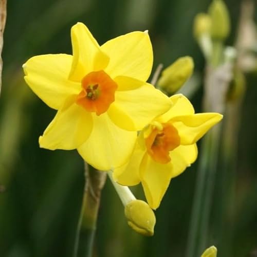 Natural Bulbs – Narzisse Martinette 25 ST - BIO - Blumenzwiebeln winterhart mehrjährig aus Holland – Perfekt für Bienen - Narzissen Zwiebeln - Frühblüher Frühlingsblumen von Natural Bulbs