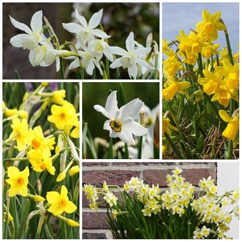 Natural Bulbs – Narzisse Mix VELT 25 ST - BIO - Blumenzwiebeln winterhart mehrjährig aus Holland – Perfekt für Bienen - Narzissen Zwiebeln - Frühblüher Frühlingsblumen von Natural Bulbs