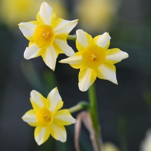 Natural Bulbs – Narzisse New Baby 50 ST - BIO - Blumenzwiebeln winterhart mehrjährig aus Holland – Perfekt für Bienen - Narzissen Zwiebeln - Frühblüher Frühlingsblumen von Natural Bulbs