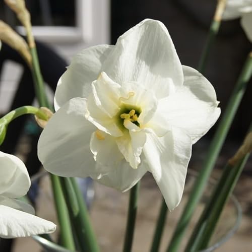 Natural Bulbs – Narzisse Papillon Blanc 25 ST - BIO - Blumenzwiebeln winterhart mehrjährig aus Holland – Perfekt für Bienen - Narzissen Zwiebeln - Frühblüher Frühlingsblumen von Natural Bulbs