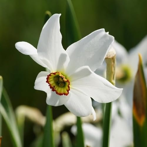 Natural Bulbs – Narzisse Recurvus 25 ST - BIO - Blumenzwiebeln winterhart mehrjährig aus Holland – Perfekt für Bienen - Narzissen Zwiebeln - Frühblüher Frühlingsblumen von Natural Bulbs