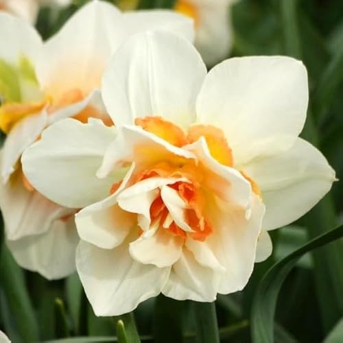Natural Bulbs – Narzisse Replete 25 ST - BIO - Blumenzwiebeln winterhart mehrjährig aus Holland – Perfekt für Bienen - Narzissen Zwiebeln - Frühblüher Frühlingsblumen von Natural Bulbs