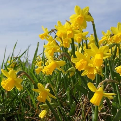 Natural Bulbs – Narzisse Tete a Tete 250 ST - BIO - Blumenzwiebeln winterhart mehrjährig aus Holland – Perfekt für Bienen - Narzissen Zwiebeln - Frühblüher Frühlingsblumen von Natural Bulbs