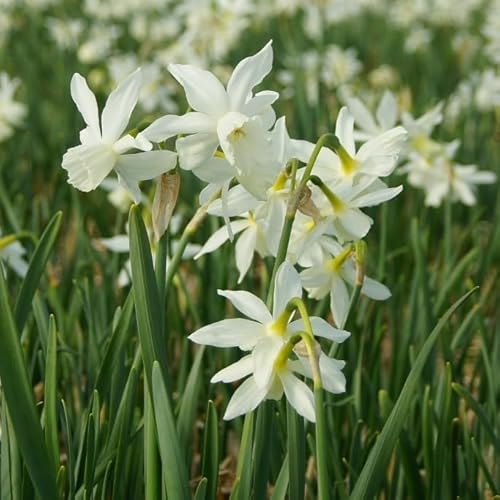 Natural Bulbs – Narzisse Thalia 50 ST - BIO - Blumenzwiebeln winterhart mehrjährig aus Holland – Perfekt für Bienen - Narzissen Zwiebeln - Frühblüher Frühlingsblumen von Natural Bulbs