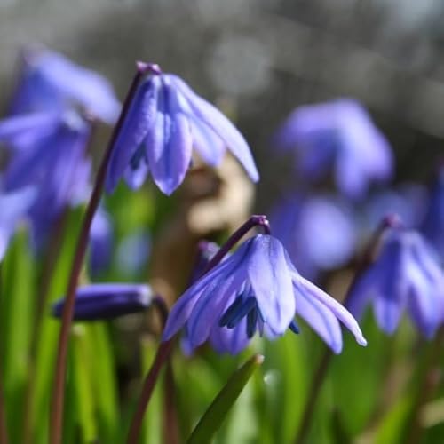 Natural Bulbs – Scilla Siberica 50 ST - BIO - Blumenzwiebeln winterhart mehrjährig aus Holland – Perfekt für Bienen - Scilla Siberica - Frühblüher Frühlingsblumen von Natural Bulbs