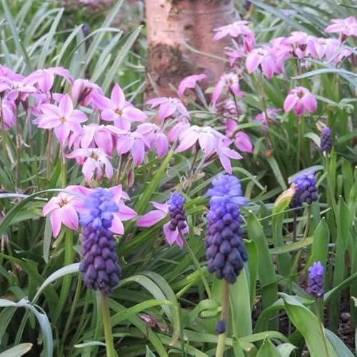 Natural Bulbs – Spring Star Mix 50 ST - BIO - Blumenzwiebeln winterhart mehrjährig aus Holland – Perfekt für Bienen - Blumenzwiebeln Mix - Frühblüher Frühlingsblumen von Natural Bulbs