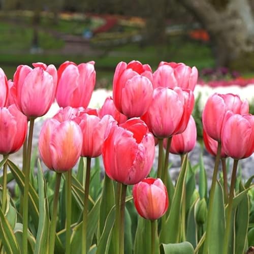 Natural Bulbs – Tulipa Design Impression 50 ST - BIO - Blumenzwiebeln winterhart mehrjährig aus Holland – Perfekt für Bienen - Tulpenzwiebeln - Frühblüher Frühlingsblumen von Natural Bulbs