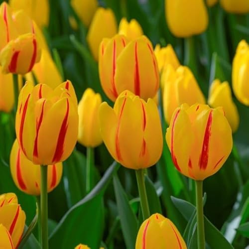 Natural Bulbs – Tulipa Freedom Flame 50 ST - BIO - Blumenzwiebeln winterhart mehrjährig aus Holland – Perfekt für Bienen - Tulpenzwiebeln - Frühblüher Frühlingsblumen von Natural Bulbs