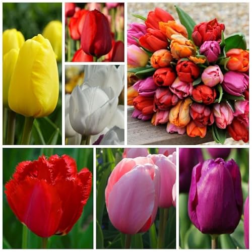 Natural Bulbs – Tulipa Mix 50 ST - BIO - Blumenzwiebeln winterhart mehrjährig aus Holland – Perfekt für Bienen - Tulpenzwiebeln - Frühblüher Frühlingsblumen von Natural Bulbs