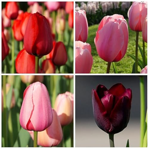 Natural Bulbs – Tulipa Mix VELT 50 ST - BIO - Blumenzwiebeln winterhart mehrjährig aus Holland – Perfekt für Bienen - Tulpenzwiebeln - Frühblüher Frühlingsblumen von Natural Bulbs