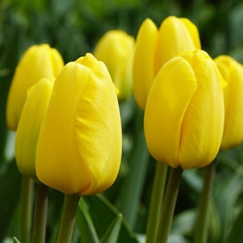 Natural Bulbs – Tulipa Novi Sun 50 ST - BIO - Blumenzwiebeln winterhart mehrjährig aus Holland – Perfekt für Bienen - Tulpenzwiebeln - Frühblüher Frühlingsblumen von Natural Bulbs
