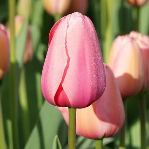 Natural Bulbs – Tulipa Pink Impression 50 ST - BIO - Blumenzwiebeln winterhart mehrjährig aus Holland – Perfekt für Bienen - Tulpenzwiebeln - Frühblüher Frühlingsblumen von Natural Bulbs